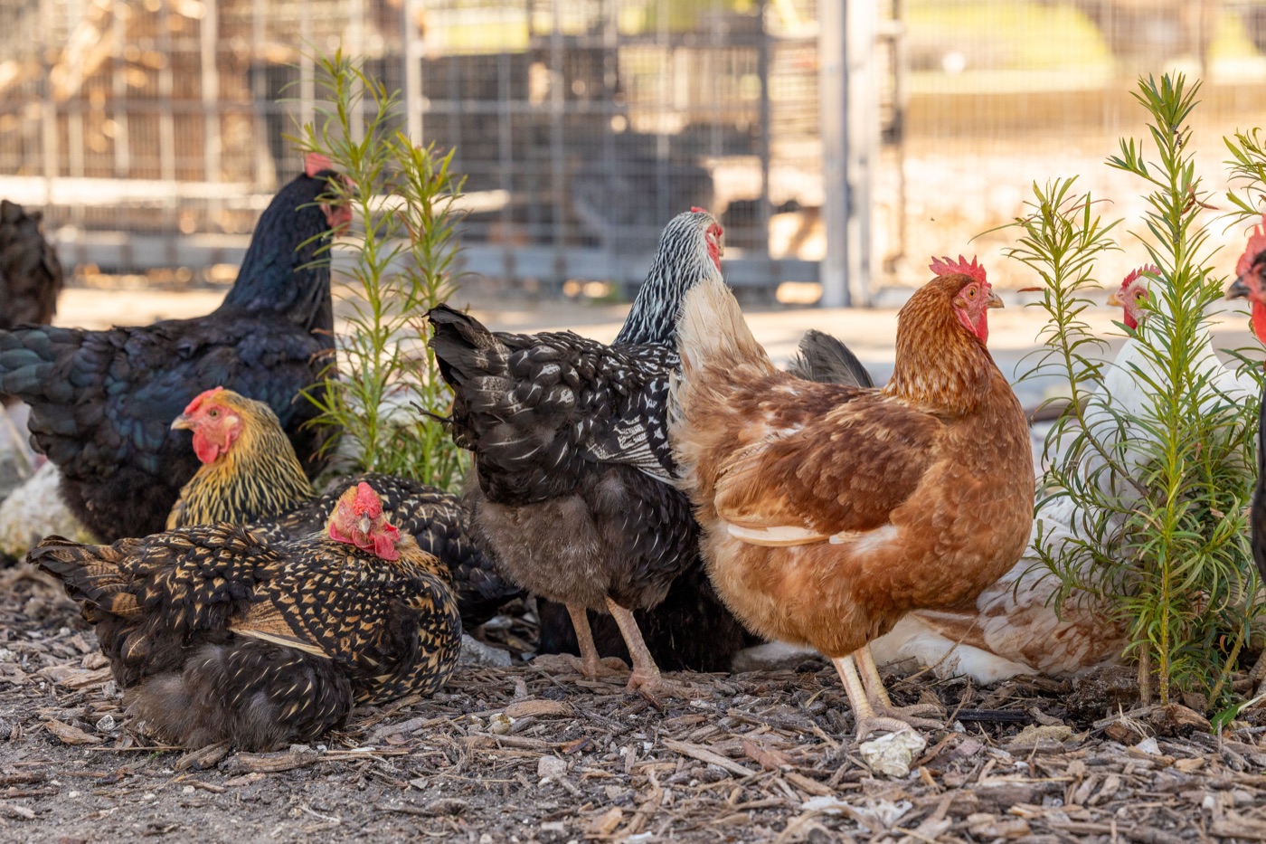 A colorful group of chickens resting together at the ranch