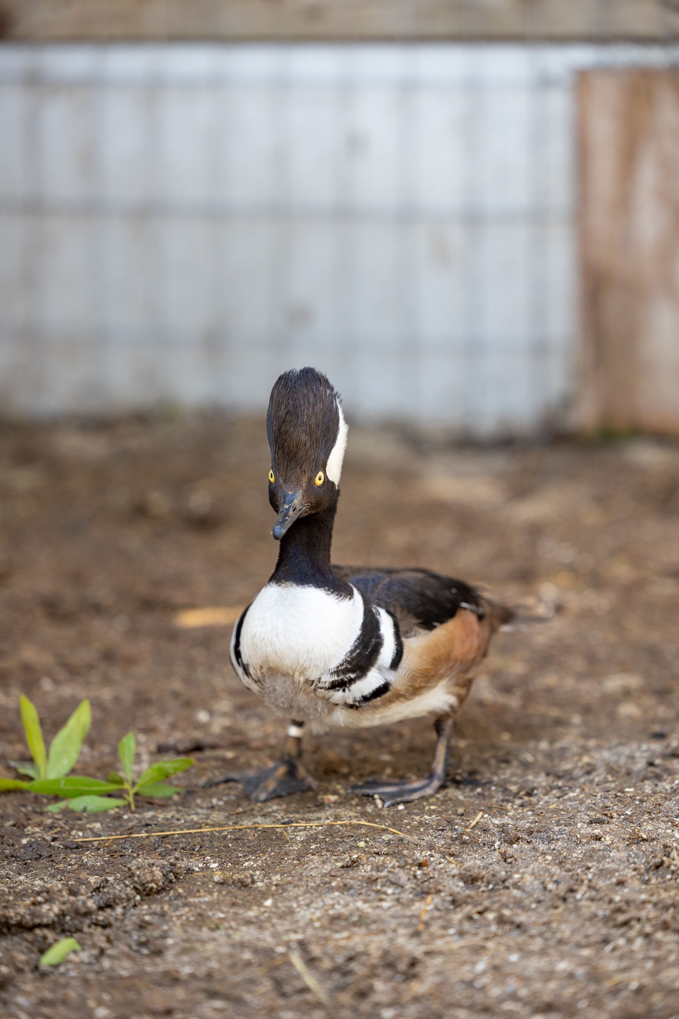A black-and-white duck with a tall crest standing at the ranch