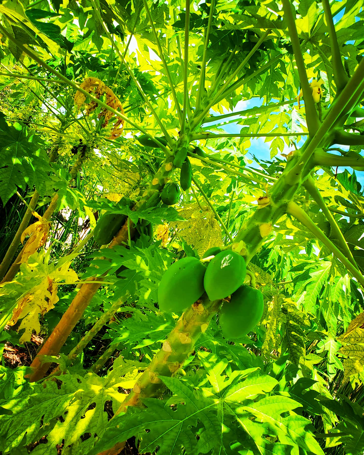 Fruit growing at Conquer Ranch