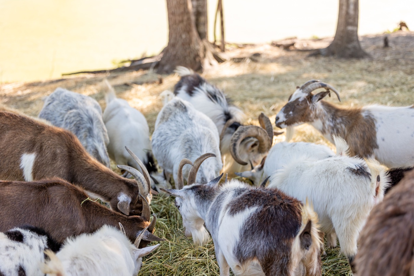 Goats and sheep gathered around hay at Conquer Ranch