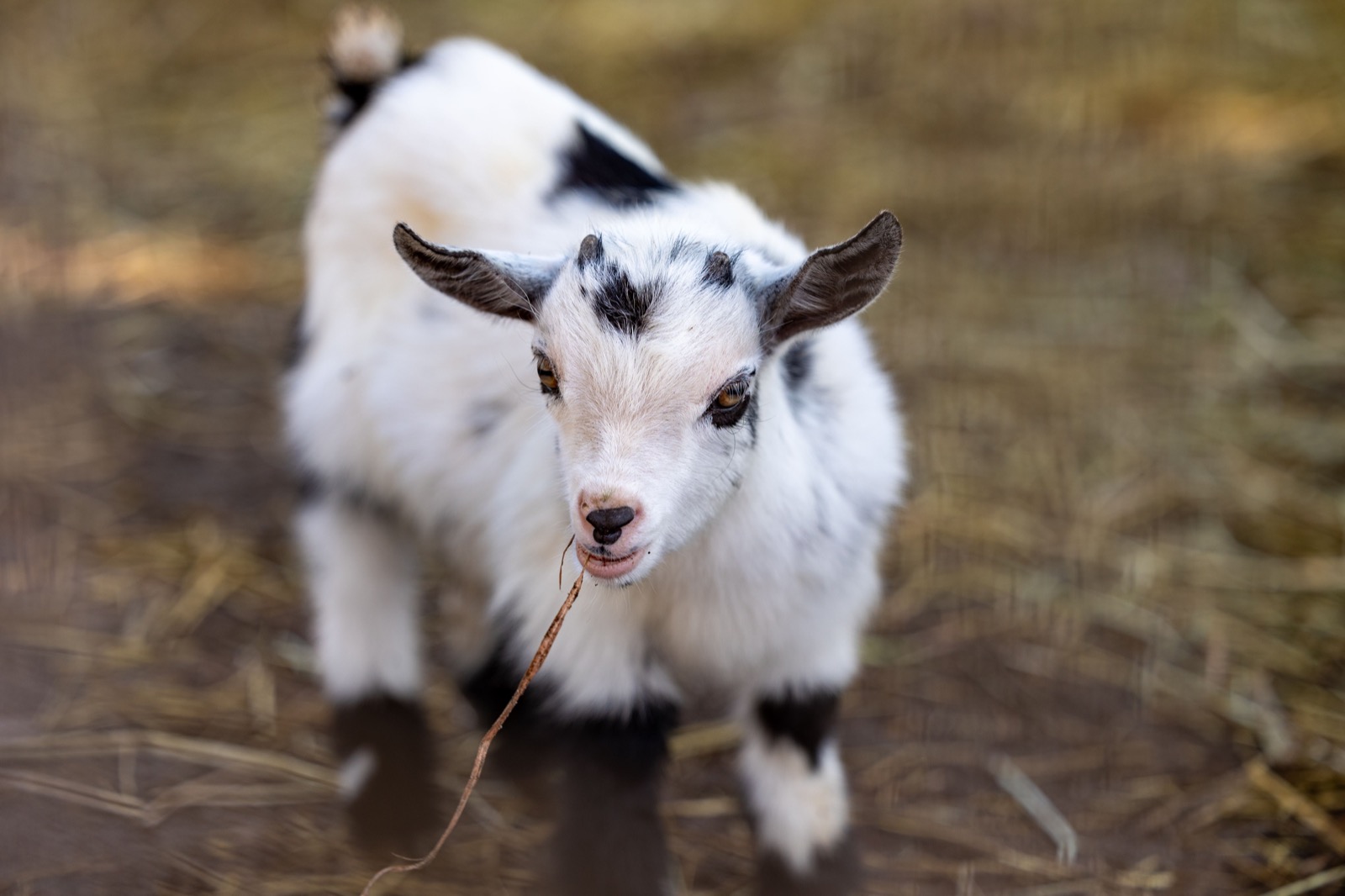 A curious young goat looking toward the camera at Conquer Ranch
