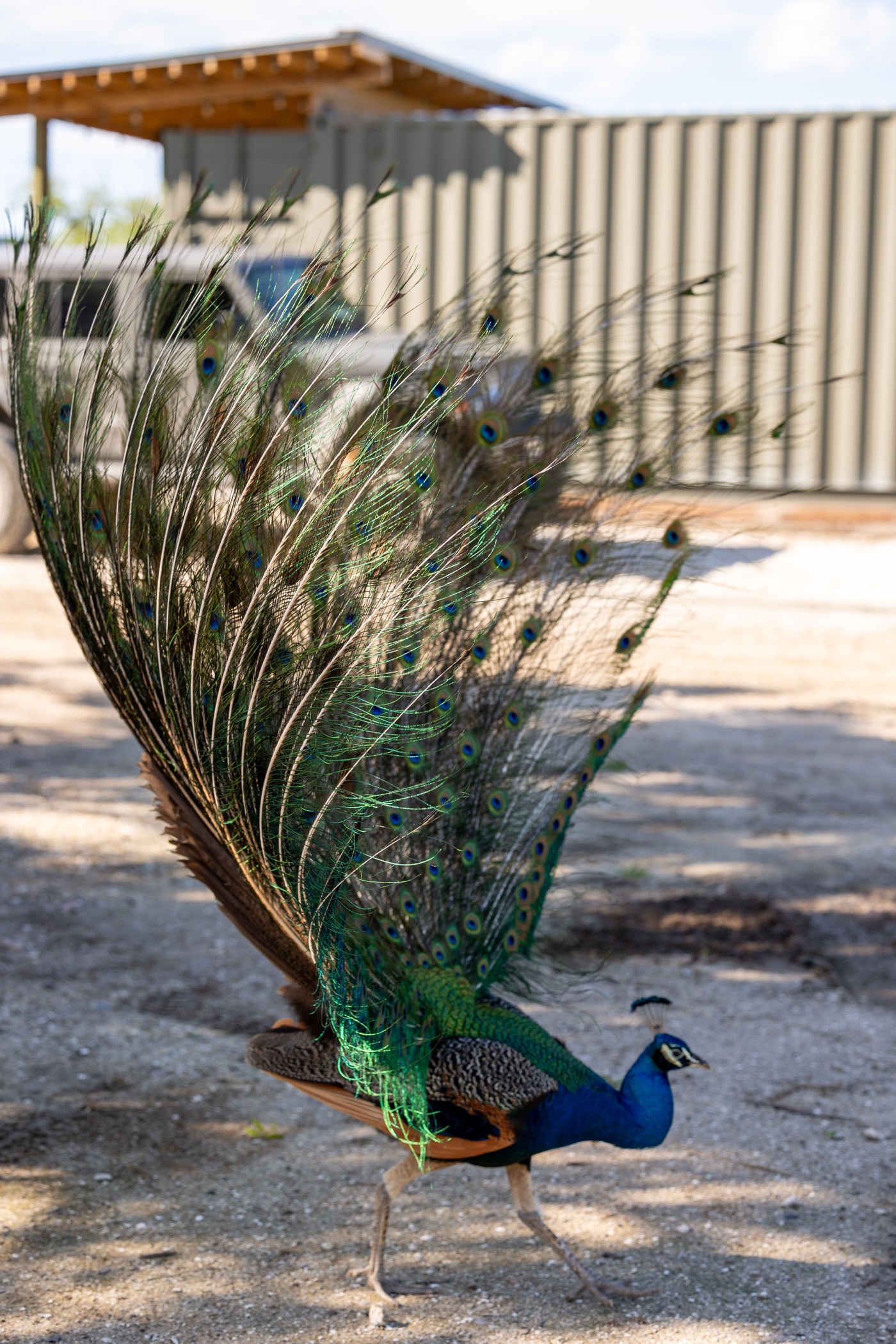 A peacock displaying its long tail feathers at Conquer Ranch
