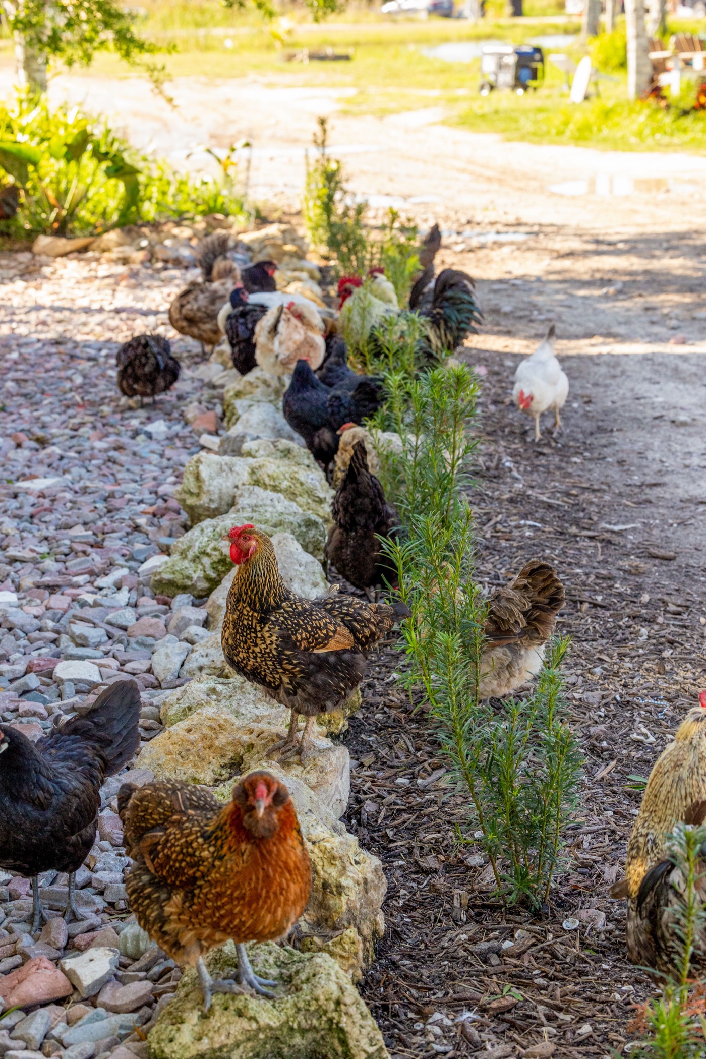 A flock of chickens resting along a planted stone border at Conquer Ranch