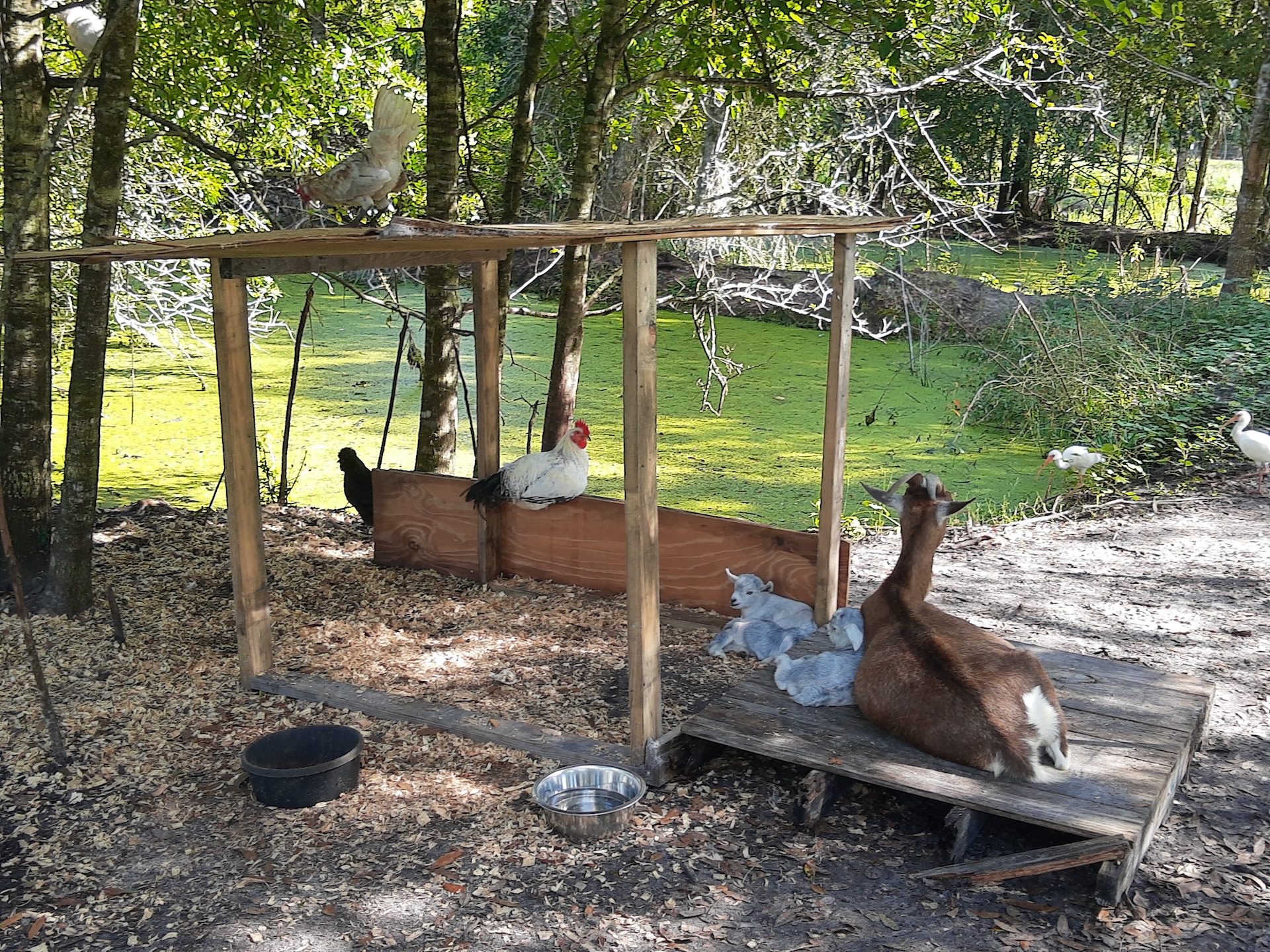 Goats resting in a shaded woodland enclosure at the ranch