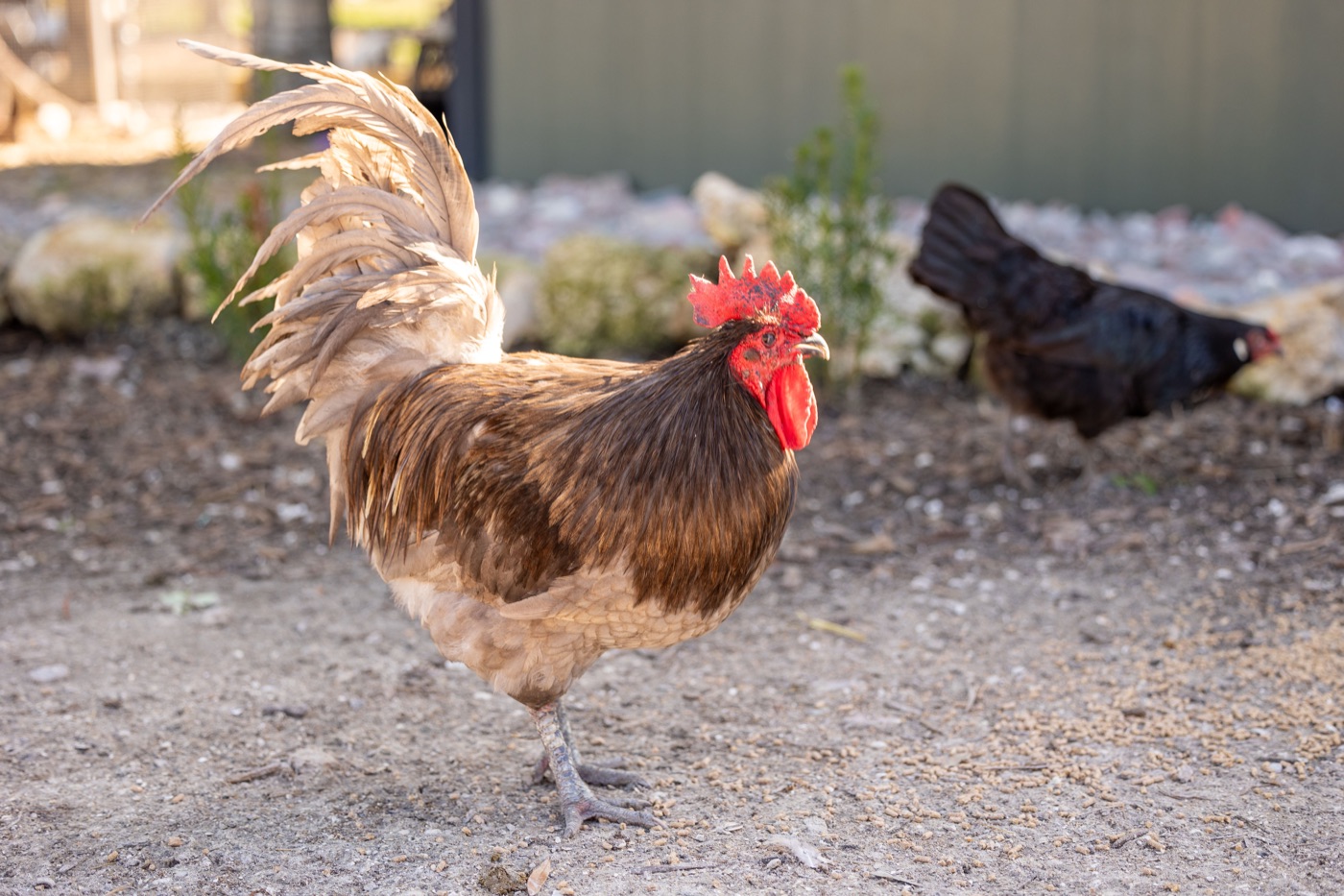 A brown rooster with a red comb and long pale tail feathers