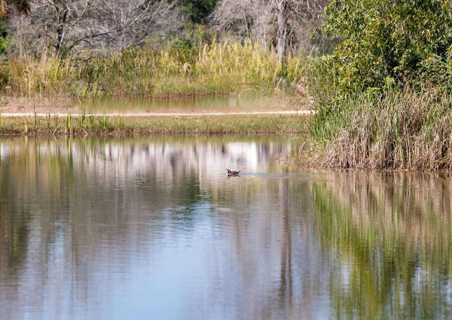Green reeds and a peaceful pond at Conquer Ranch