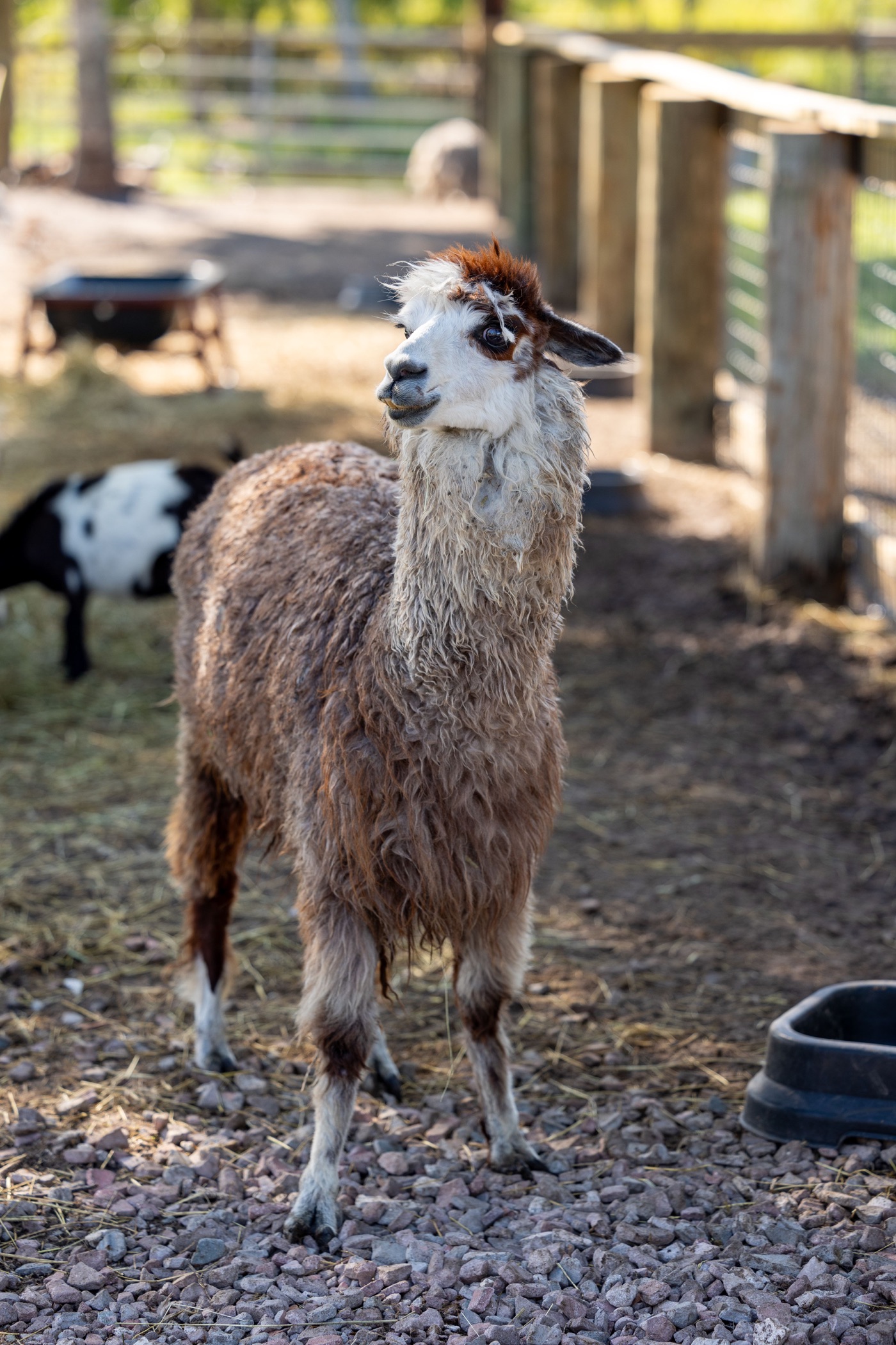 A woolly ranch resident standing beside its enclosure
